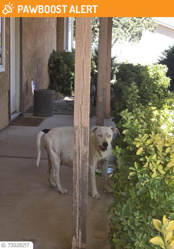 Found/Stray Female Dog last seen OLIVINE RD. And BARKER, San Bernardino County, CA 92392
