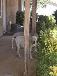 Found/Stray Female Dog last seen OLIVINE RD. And BARKER, San Bernardino County, CA 92392