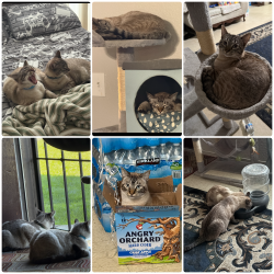Lost Male Cat last seen Ward Ave, Riverbank, CA 95367