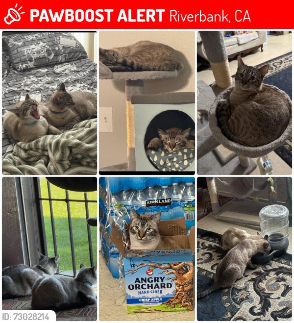 Lost Male Cat last seen Ward Ave, Riverbank, CA 95367