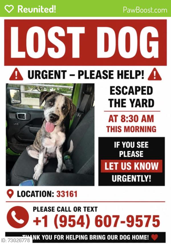 Reunited Male Dog last seen Whole Foods 12150 Biscayne Blvd, North Miami, FL 33181, Biscayne Park, FL 33161