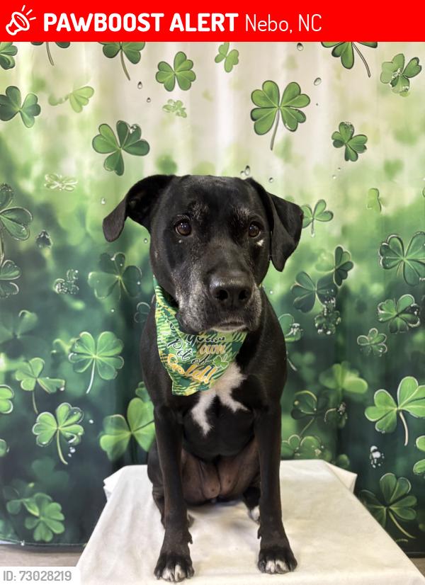 Lost Male Dog last seen Hidden Lake subdivision in Dysartsville off Walker Road , Nebo, NC 28761