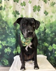 Lost Male Dog last seen Hidden Lake subdivision in Dysartsville off Walker Road , Nebo, NC 28761