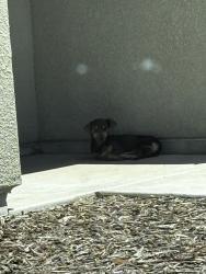 Found/Stray Male Dog last seen West Tulare , Tulare, CA 93274