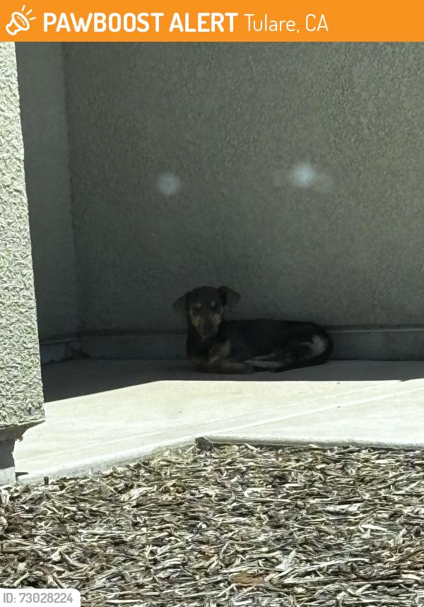 Found/Stray Male Dog last seen West Tulare , Tulare, CA 93274