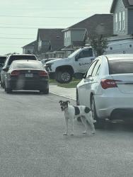 Found/Stray Unknown Dog last seen Summerset meadows community, San Antonio, TX 78211