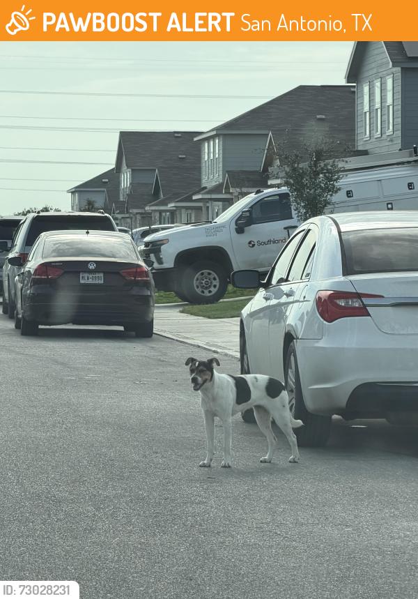 Found/Stray Unknown Dog last seen Summerset meadows community, San Antonio, TX 78211