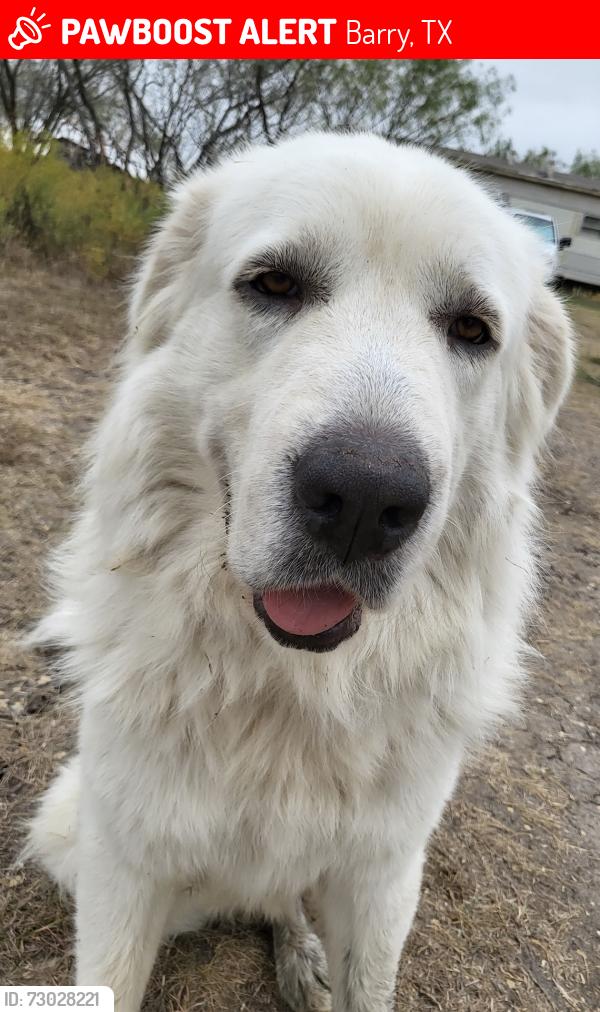 Lost Male Dog last seen Near S Kerr St Barry, TX 75102 United States, Barry, TX 75102