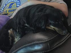 Lost Female Dog last seen Southwest Blvd, San Angelo, TX 76904