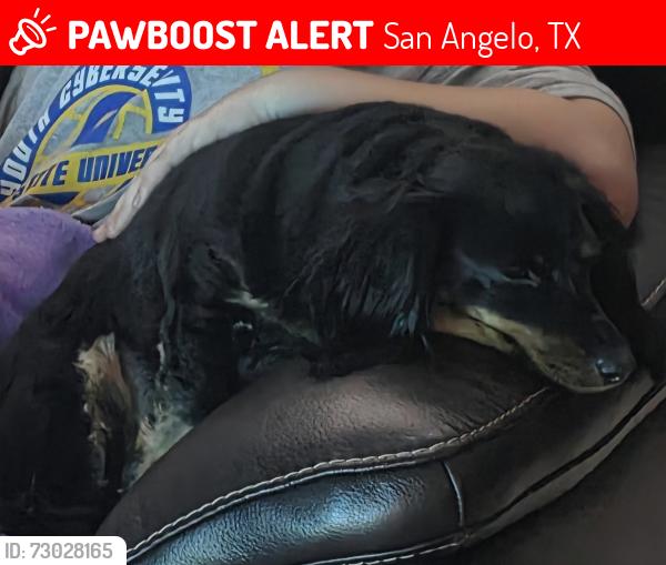 Lost Female Dog last seen Southwest Blvd, San Angelo, TX 76904
