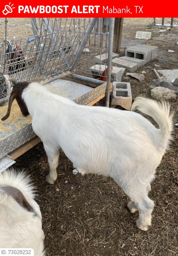 Lost Female Other last seen Pain spring, Mabank, TX 75147
