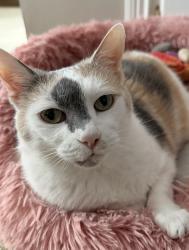 Reunited Female Cat last seen Robben lane and Mount Alverno , Cincinnati, OH 45238