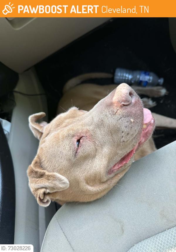 Found/Stray Female Dog last seen Jackson’s furniture but with me now, Cleveland, TN 37311