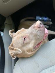 Found/Stray Female Dog last seen Jackson’s furniture but with me now, Cleveland, TN 37311