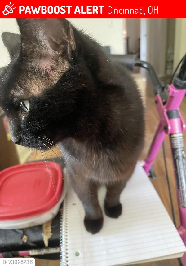 Lost Female Cat last seen Balsamridge dr, Cincinnati, OH 45239