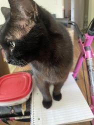 Lost Female Cat last seen Balsamridge dr, Cincinnati, OH 45239