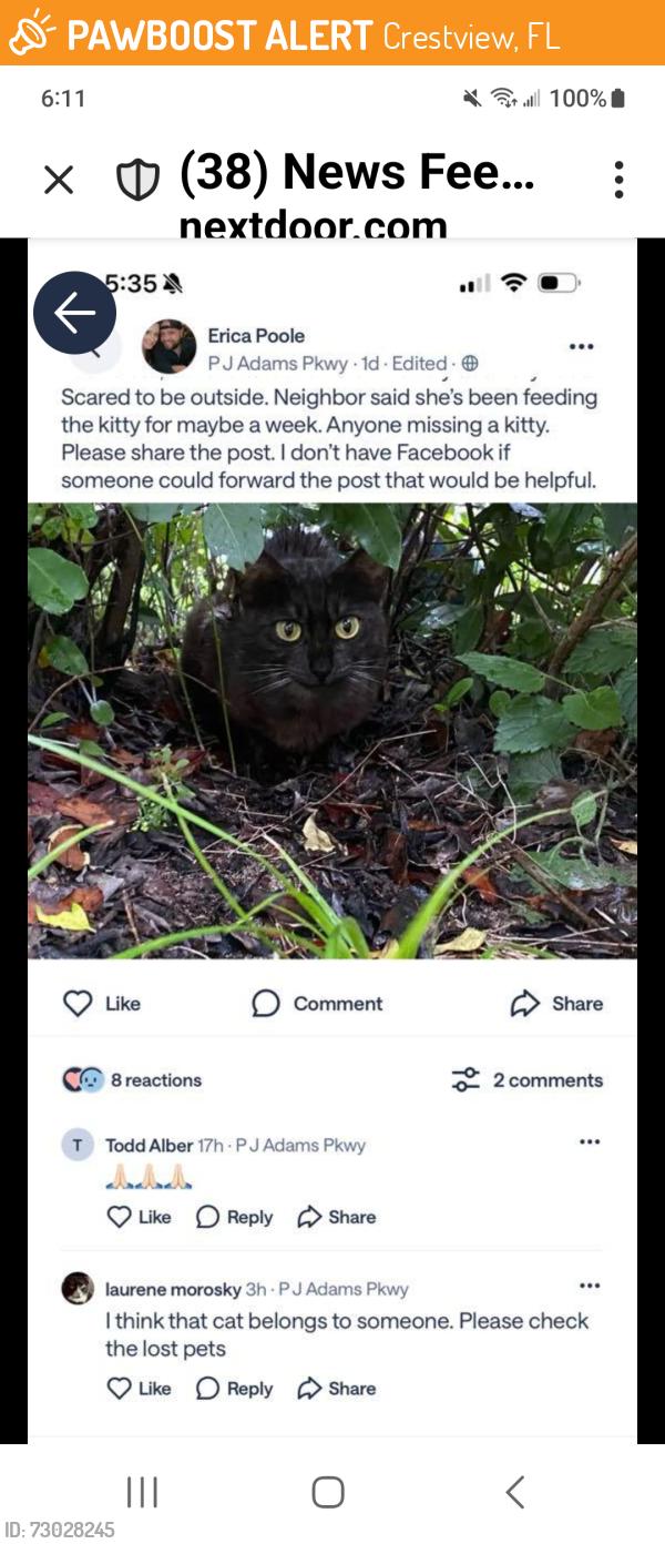 Found/Stray Unknown Cat last seen Ph adams, Crestview, FL 32536