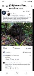 Found/Stray Unknown Cat last seen Ph adams, Crestview, FL 32536