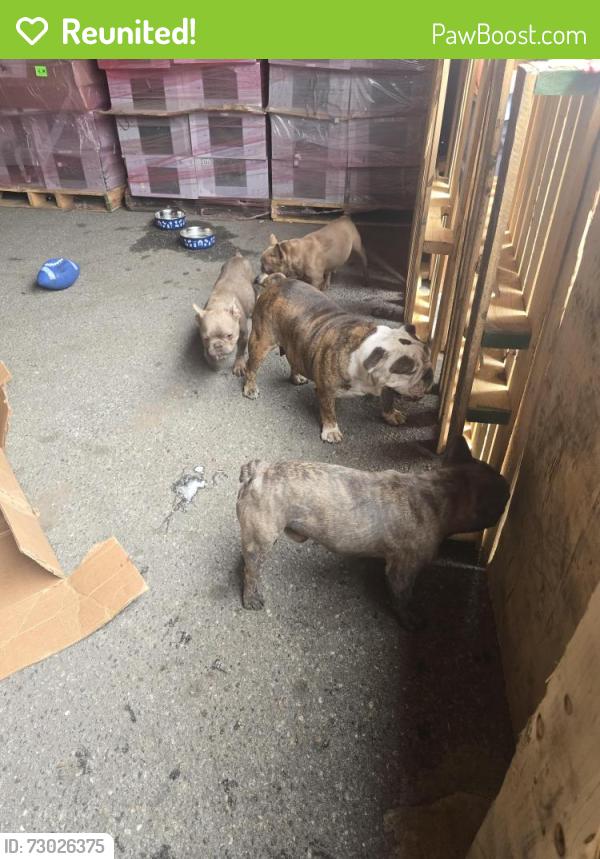 Reunited Female Dog last seen Palm Ave, pacific ave, Highland, CA 92346