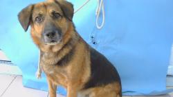 Shelter Stray Male Dog last seen , 216 W Victoria St, Gardena, CA 90248, USA