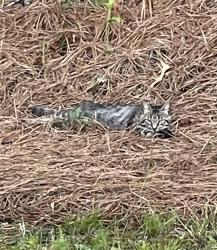 Found/Stray Unknown Cat last seen Juniper Rd Four Oaks NC, Four Oaks, NC 27524