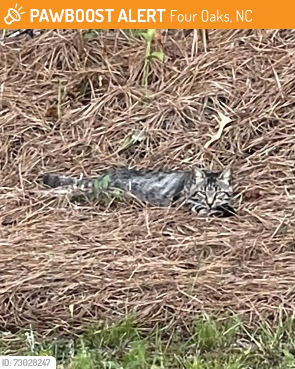 Found/Stray Unknown Cat last seen Juniper Rd Four Oaks NC, Four Oaks, NC 27524