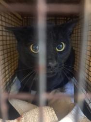 Shelter Stray Male Cat last seen Near BLOCK CARLSBAD DR, COLORADO SPRINGS CO 80910, 610 Abbot Ln, Colorado Springs, CO 80905, USA