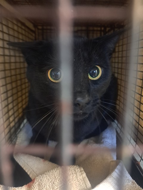 Shelter Stray Male Cat last seen Near BLOCK CARLSBAD DR, COLORADO SPRINGS CO 80910, 610 Abbot Ln, Colorado Springs, CO 80905, USA