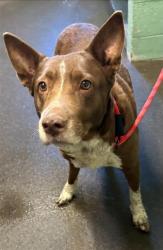 Shelter Stray Female Dog last seen TAFT ST & FRIENZA AVE, 2127 Front St, Sacramento, CA 95818, USA