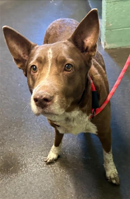 Shelter Stray Female Dog last seen TAFT ST & FRIENZA AVE, 2127 Front St, Sacramento, CA 95818, USA