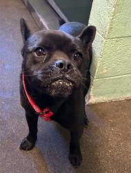 Shelter Stray Male Dog last seen TAFT ST & FRIENZA AVE, 2127 Front St, Sacramento, CA 95818, USA