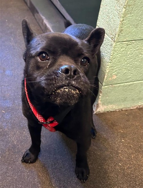 Shelter Stray Male Dog last seen TAFT ST & FRIENZA AVE, 2127 Front St, Sacramento, CA 95818, USA