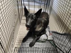 Shelter Stray Male Dog last seen Near BLOCK S 228TH ST, SEATAC WA 98198, 21615 64th Ave S, Kent, WA 98032, USA