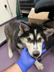 Shelter Stray Male Dog last seen Near BLOCK BLCK ALAMITOS AVE, LONG BEACH, CA 90813, 7700 E Spring St, Long Beach, CA 90815, USA