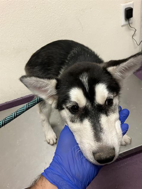 Shelter Stray Male Dog last seen Near BLOCK BLCK ALAMITOS AVE, LONG BEACH, CA 90813, 7700 E Spring St, Long Beach, CA 90815, USA
