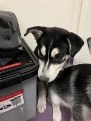 Shelter Stray Male Dog last seen Near BLOCK BLCK ALAMITOS AVE, LONG BEACH, CA 90813, 7700 E Spring St, Long Beach, CA 90815, USA