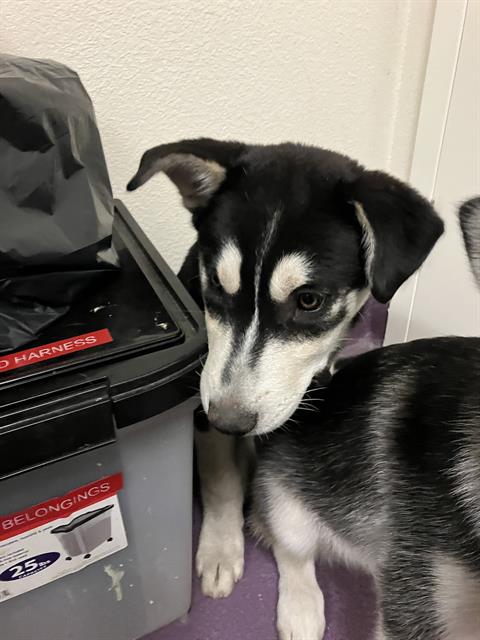 Shelter Stray Male Dog last seen Near BLOCK BLCK ALAMITOS AVE, LONG BEACH, CA 90813, 7700 E Spring St, Long Beach, CA 90815, USA