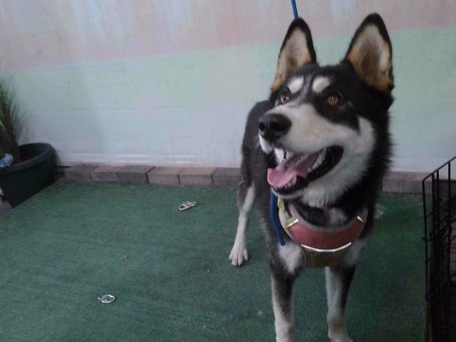 Shelter Stray Female Dog last seen , 4275 Elton St, Baldwin Park, CA 91706, USA