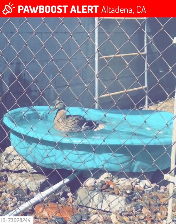 Lost Female Bird last seen JPL , Altadena, CA 91001