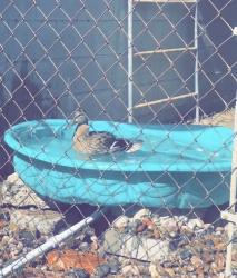 Lost Female Bird last seen JPL , Altadena, CA 91001