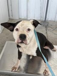 Shelter Stray Male Dog last seen Near BLOCK SHATTUCK AVE, TAFT CA 93268, 3951 Fruitvale Ave, Bakersfield, CA 93308, USA