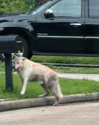 Found/Stray Male Dog last seen Glen Erica 77069, Houston, TX 77069