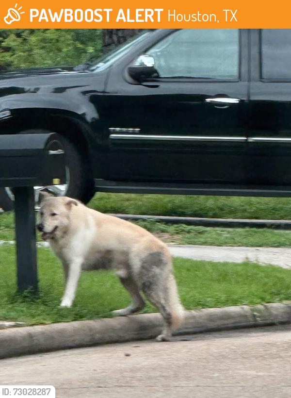 Found/Stray Male Dog last seen Glen Erica 77069, Houston, TX 77069