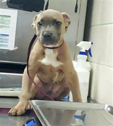 Shelter Stray Male Dog last seen Near CORPORATION DR, FAYETTEVILLE NC 28306, 4704 Corporation Dr, Fayetteville, NC 28306, USA