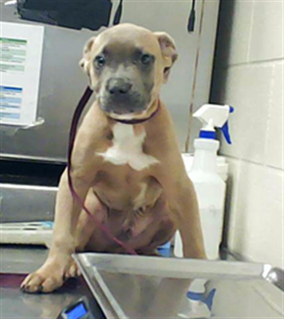 Shelter Stray Male Dog last seen Near CORPORATION DR, FAYETTEVILLE NC 28306, 4704 Corporation Dr, Fayetteville, NC 28306, USA