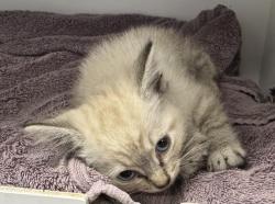 Shelter Stray Male Cat last seen , 14409 Vanowen St, Van Nuys, CA 91405, USA