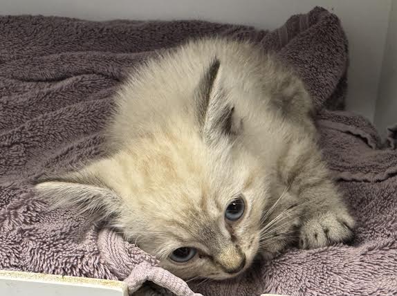 Shelter Stray Male Cat last seen , 14409 Vanowen St, Van Nuys, CA 91405, USA