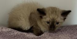 Shelter Stray Female Cat last seen , 14409 Vanowen St, Van Nuys, CA 91405, USA