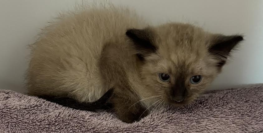 Shelter Stray Female Cat last seen , 14409 Vanowen St, Van Nuys, CA 91405, USA