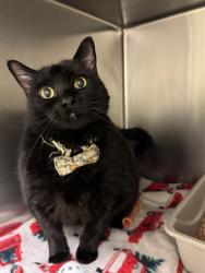 Shelter Stray Female Cat last seen Near BLOCK S 2910, 4522 W 3500 S, West Valley City, UT 84120, USA
